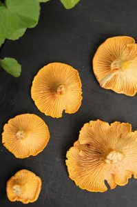 Metsän keltaiset kaunottaret matkalla risottoon.