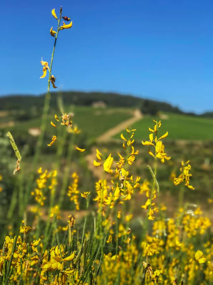 viinimatka toscanaan, antinorin viinitalo, missä syödä toscanassa, marchese antinori, antinorin viinit, tignanello, bramasole, soleia, toscana