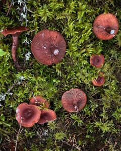 sikuritouskut, sikurirouskujen tuntomerkit, sikurirouskujen käsittely, mitä tehdä sikurirouskuista