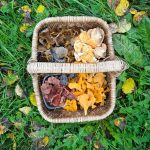 herkkutatticarpaccio, herkkutattialkupala, herkkutattit, sieniruoka, sieniviini, viini, mitä viiniä sienten kanssa,